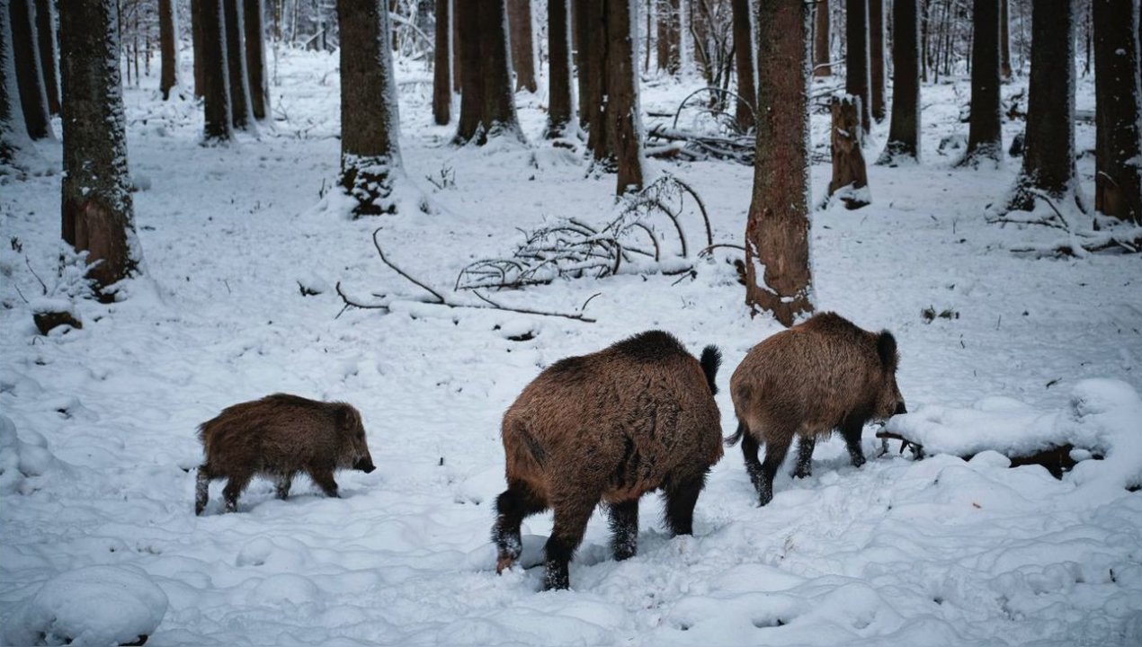 /escurridizos-y-de-hasta-300-kilos-cerdos-mestizos-ponen-en-riesgo-la-vida-silvestre-en-norteamerica