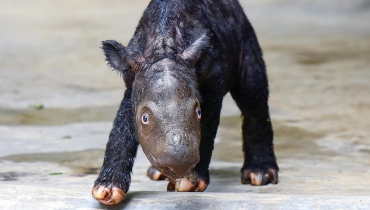 /internacional/asia/indonesia/algo-de-esperanza-registran-nacimiento-de-cria-de-rinoceronte-de-sumatra