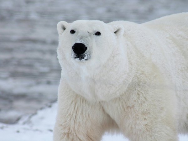 Morir de hambre: Estudio reveló que osos polares no resistirían veranos más largos