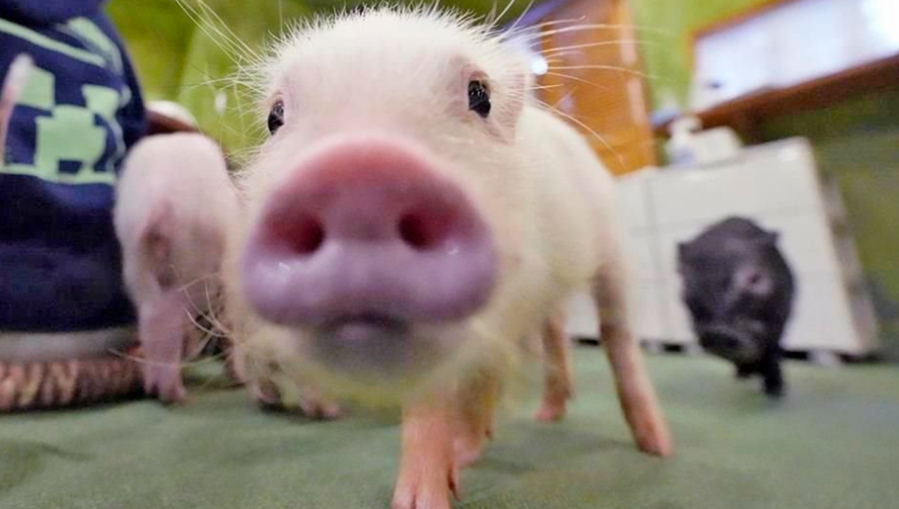 /internacional/asia/japon/crean-cerdos-para-luchar-contra-la-escasez-de-donantes-de-organos-en-japon
