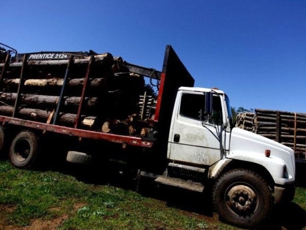 Curanilahue: Forestal Arauco denuncia red aserraderos ilegales en sus terrenos