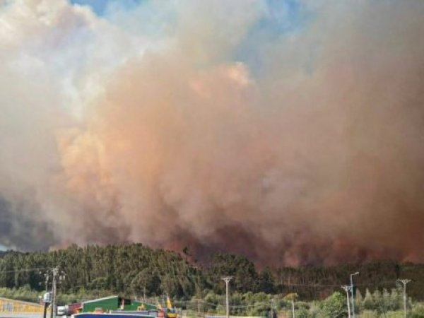 Conaf eleva a más de 5 mil hectáreas la superficie afectada por incendios en Concepción