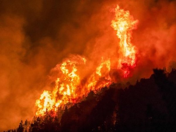 Incendio forestal arrasa Punta de Parra y deja grave destrucción en la comuna de Tomé