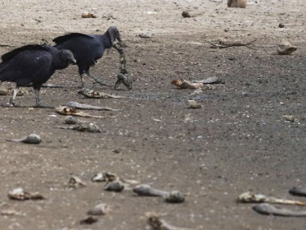 Preocupación en Los Lagos y La Araucanía por contaminación en ríos y lagos en plena temporada alta