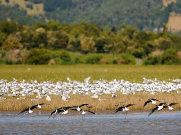SAG confirma influenza aviar en aves silvestres en humedal El Yali