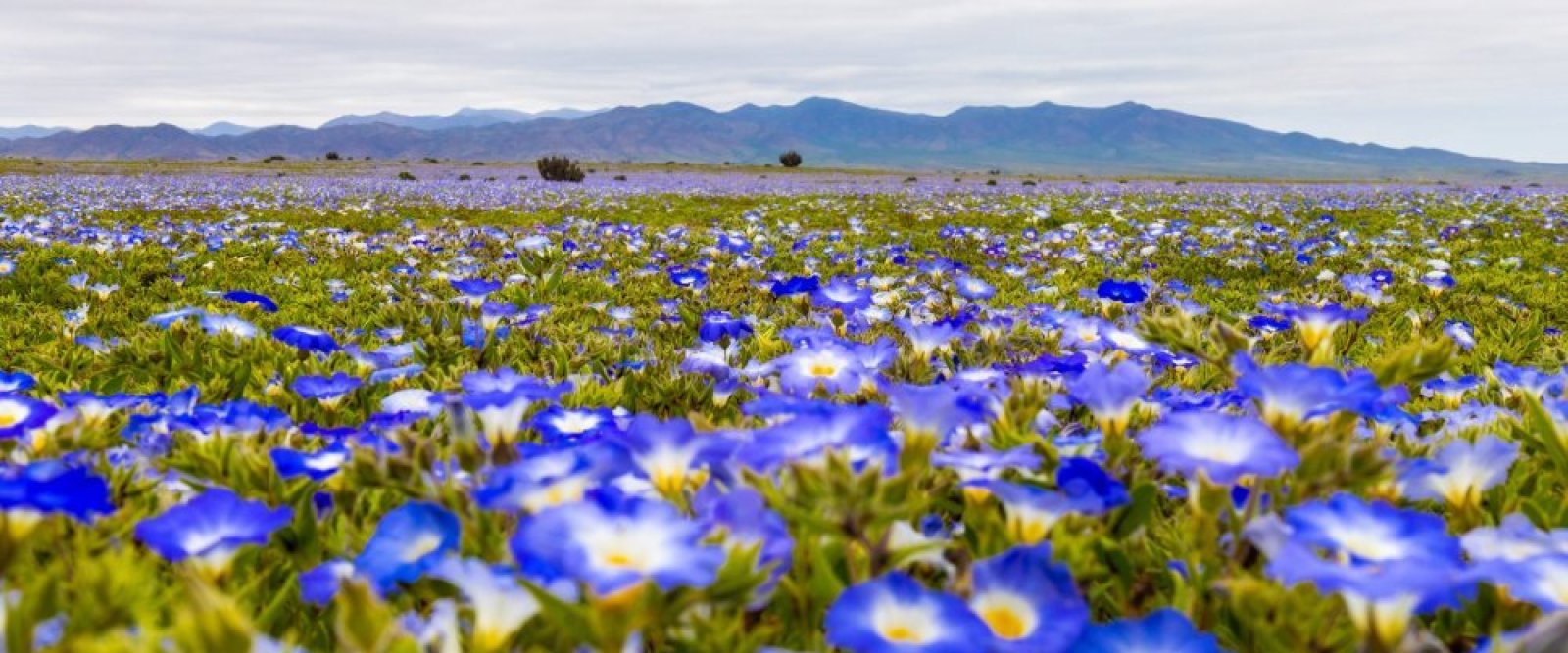 Desierto Florido se comenzó a activar en Copiapó