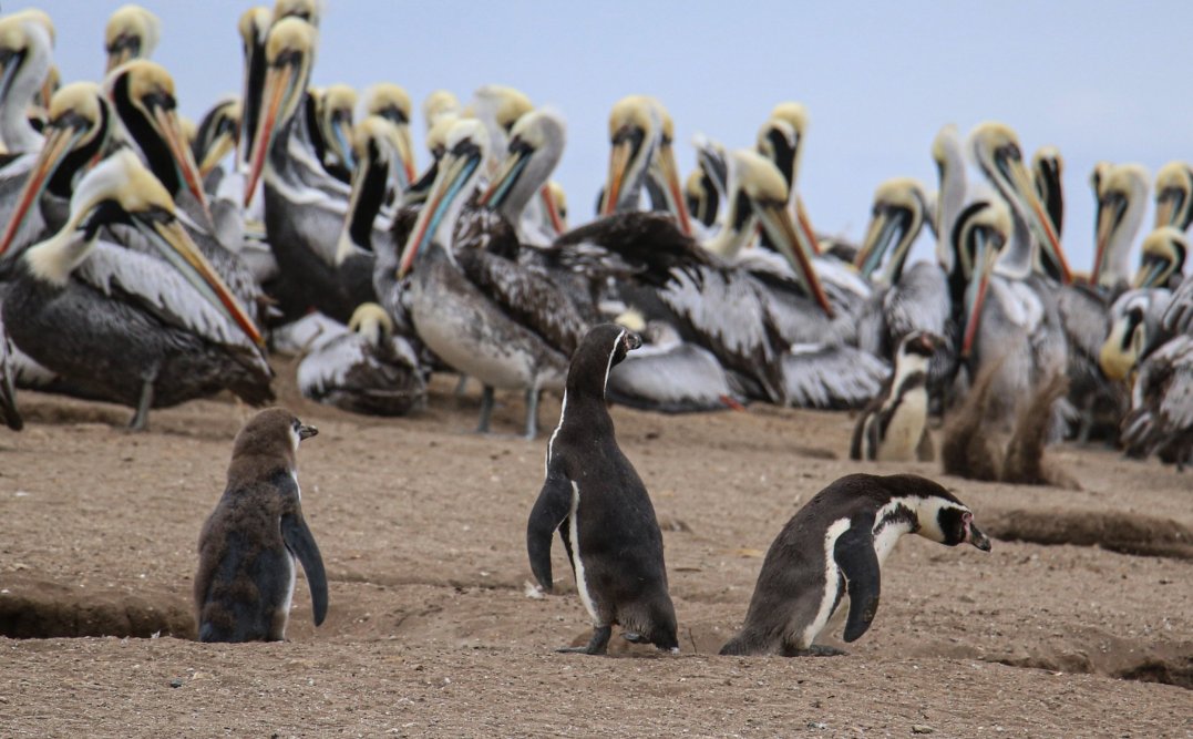 57 pingüinos fueron encontrados muertos en la región del Maule