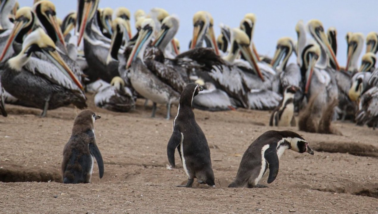 /57-pinguinos-fueron-encontrados-muertos-en-la-region-del-maule