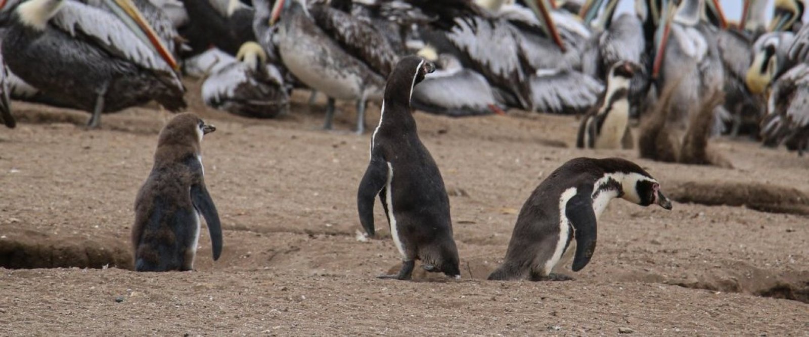 57 pingüinos fueron encontrados muertos en la región del Maule