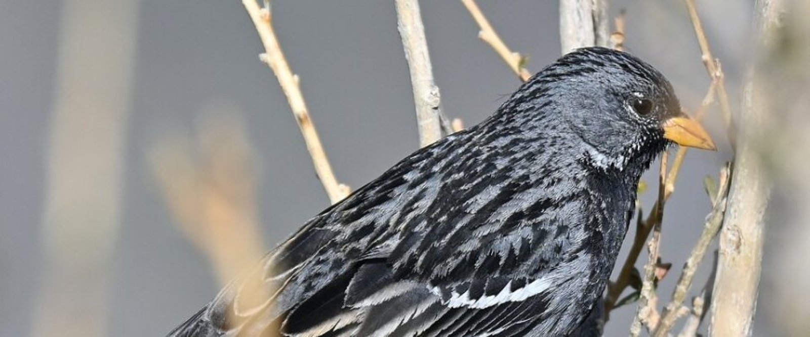 Hombre fue sorprendido capturando aves en el desierto florido